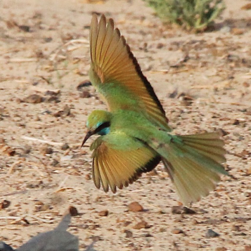 green bee-eater[1]